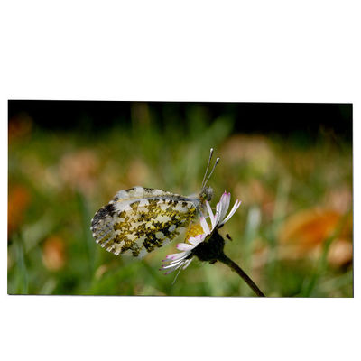 Dobra cena. LM270WQB-SSA1 27.0 cala Moduł ekranu LCD 2K 240hz IPS dla AW2721D w Internecie