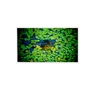 Dobra cena. 1920*1080 QV215FHB-N51 21,5-calowy ekran LCD dla przemysłu w Internecie