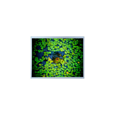 Dobra cena. PD121XL4 12,1 cala 1024*768 600:1 LCD Panel Display w Internecie